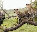 africa safari