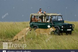 masai mara